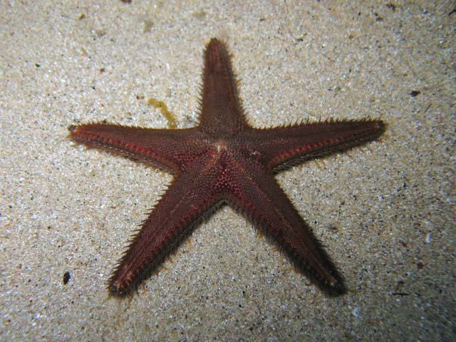 Astropecten spinulosus