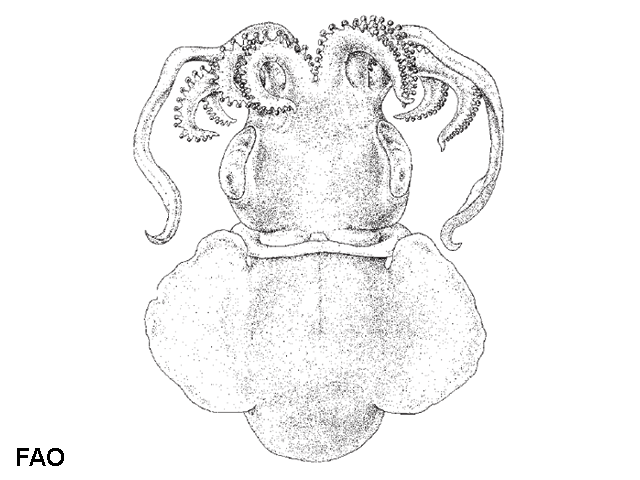 Austrorossia australis