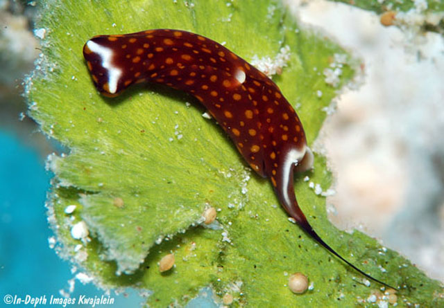 Biuve fulvipunctata