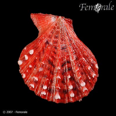 Caribachlamys imbricata
