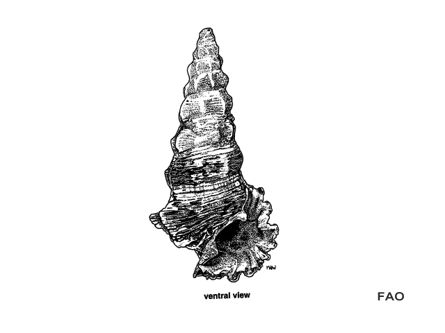 Cenod_u1.gif