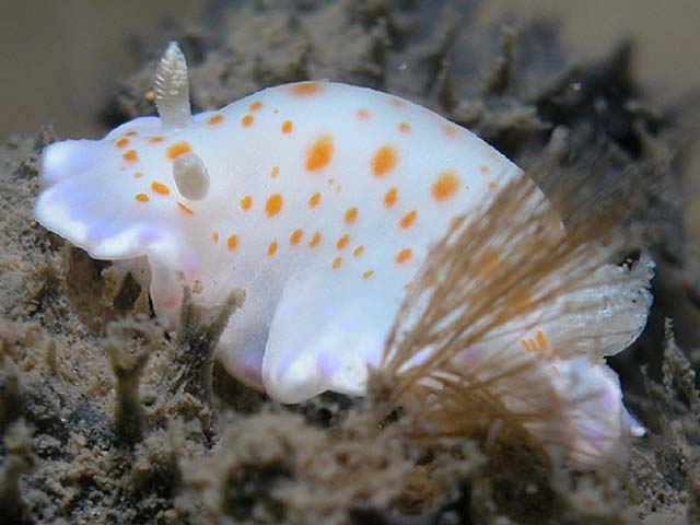 Chromodoris ambigua