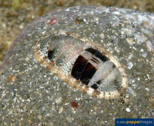 Chiton densiliratus
