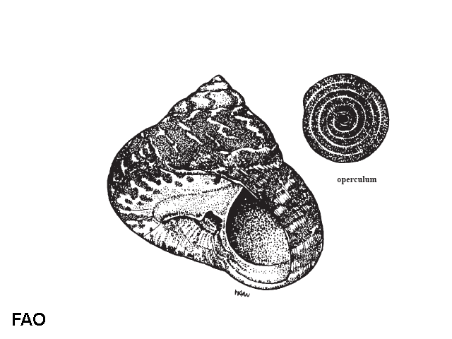 Cittarium pica