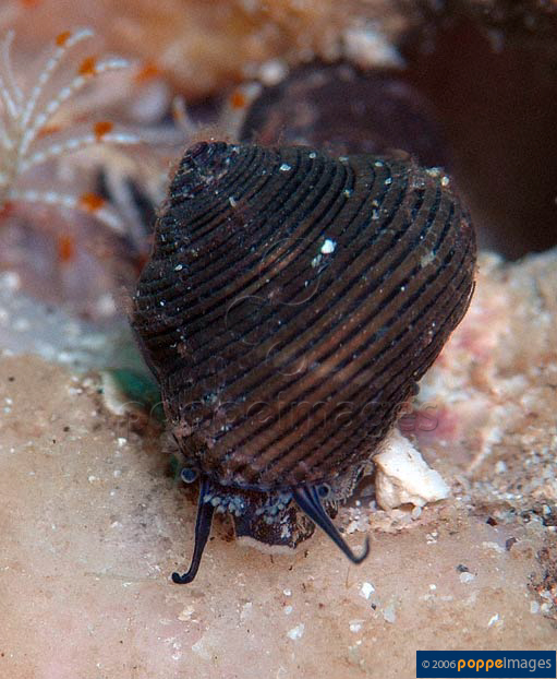 Clanculus atropurpureus
