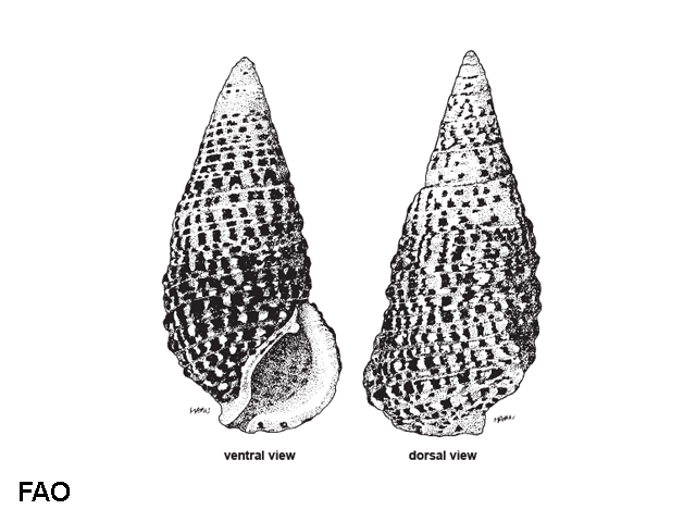 Clypeomorus batillariaeformis