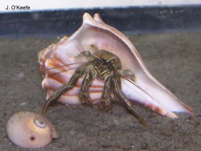 Clibanarius vittatus