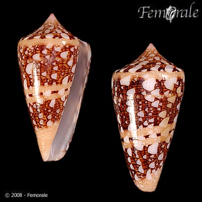 Conus ammiralis