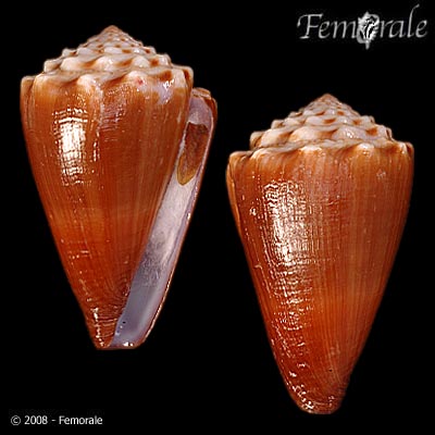 Conus brunneus