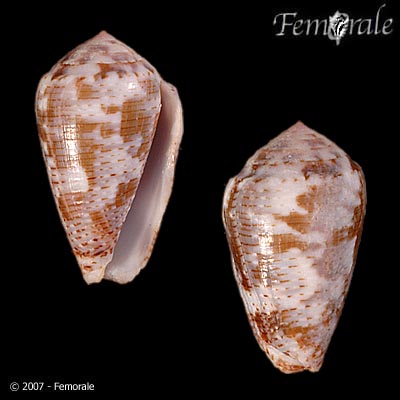 Conus catus