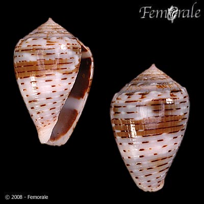 Conus coronatus