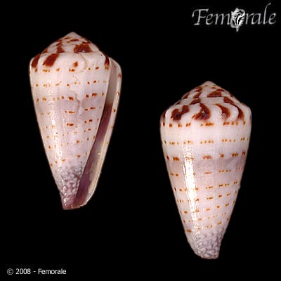 Conus musicus