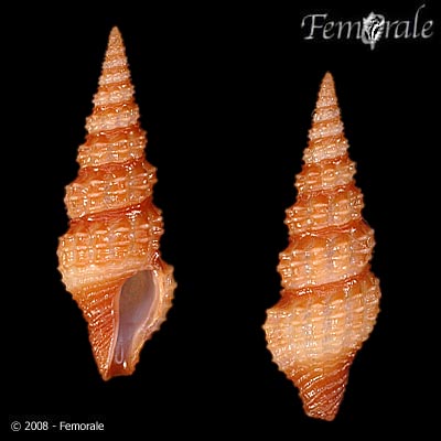 Compsodrillia opaca