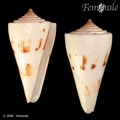 Conus poormani