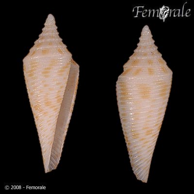 Corai_u0.jpg