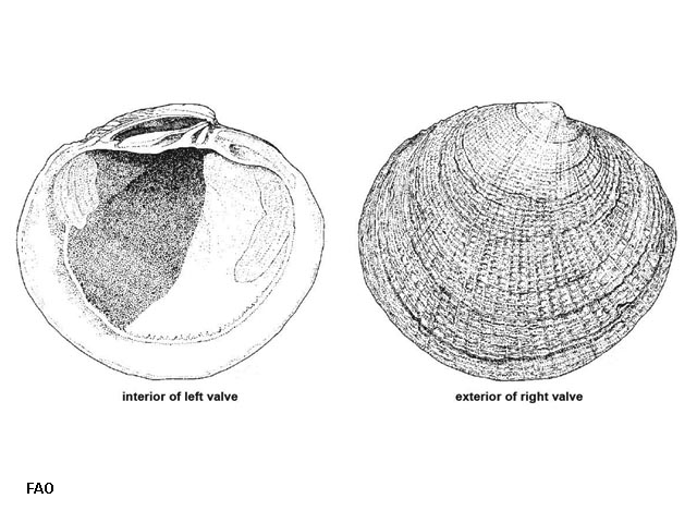 Codakia tigerina