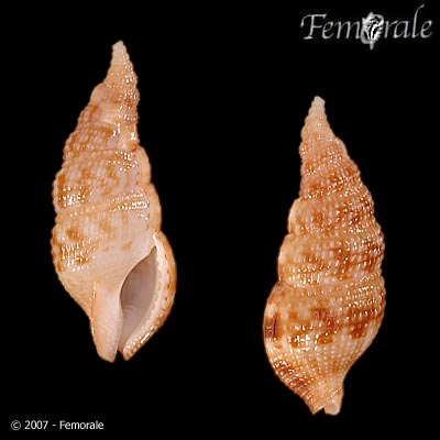 Colubraria tortuosa