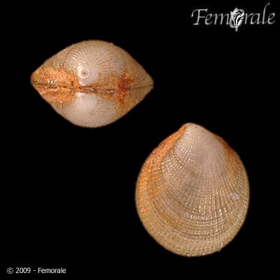 Crenella decussata