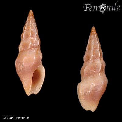 Crlae_u0.jpg
