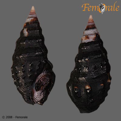 Crassispira rudis