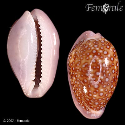 Cypraea albuginosa