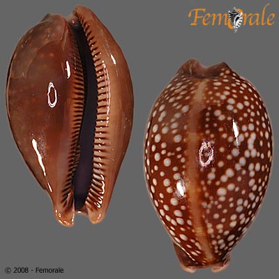 Cypraea cervus