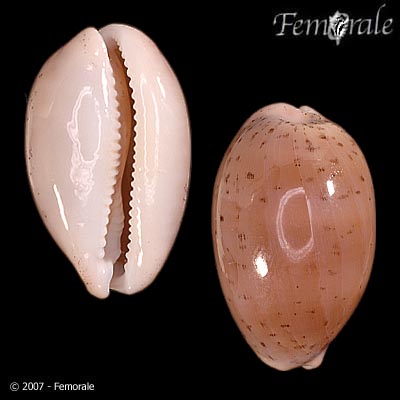 Cypraea cinerea