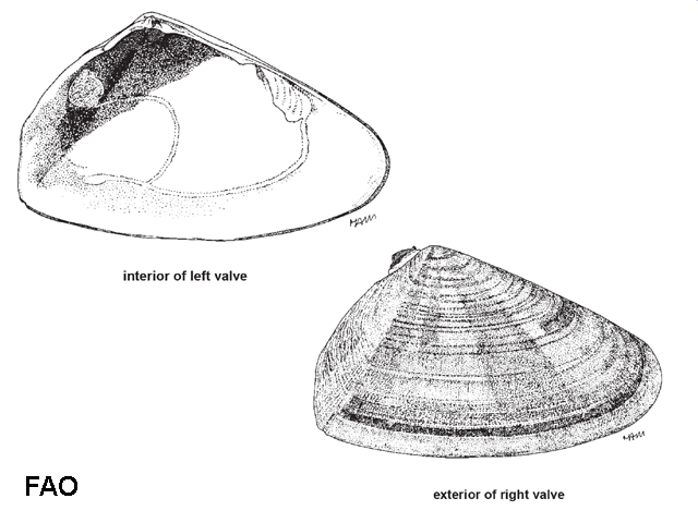 Donax cuneatus