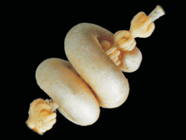 Dorymenia menchuescribanae