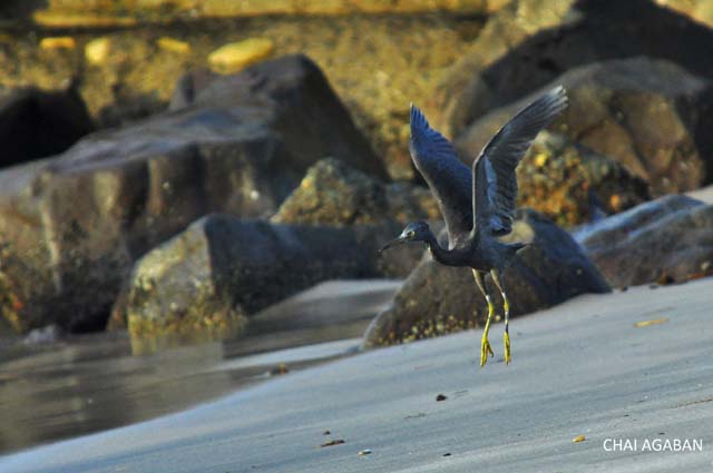 Egretta sacra