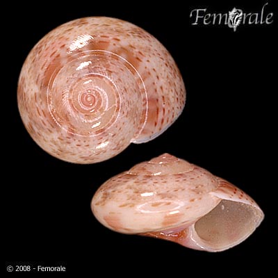 Etgua_u0.jpg