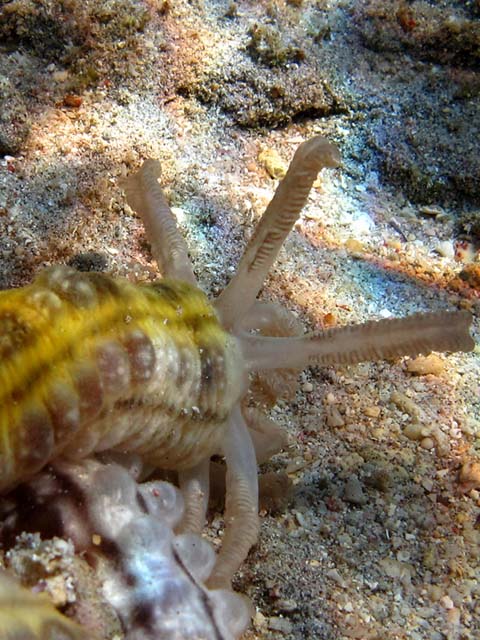 Euapta godeffroyi