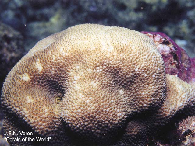 Hymic_u0.jpg