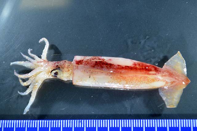 Hyaloteuthis pelagica