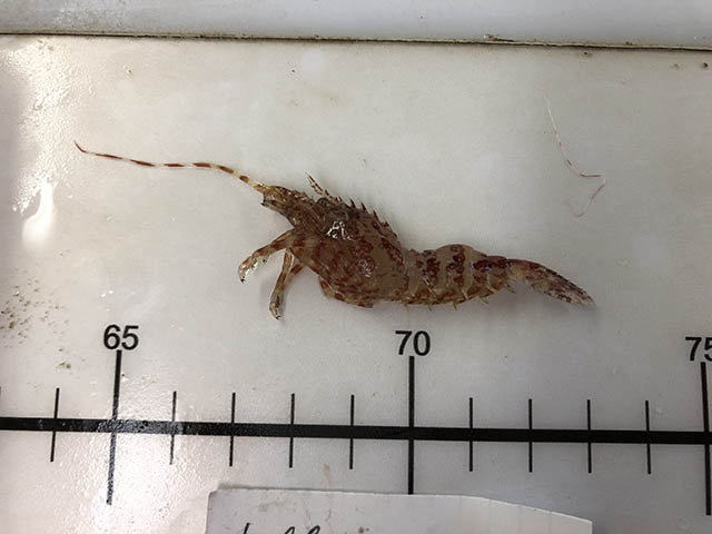 Lebbeus groenlandicus