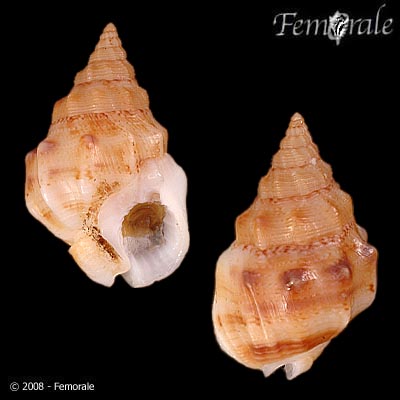 Nassarius shaskyi