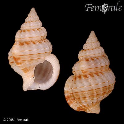 Nassaria spinigera