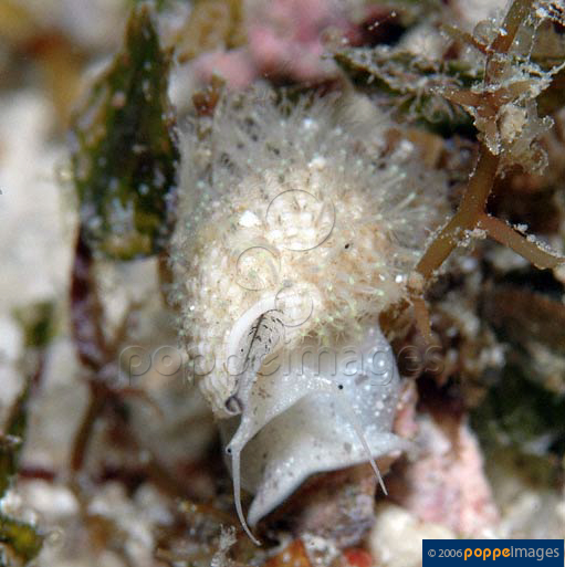 Nassarius splendidulus
