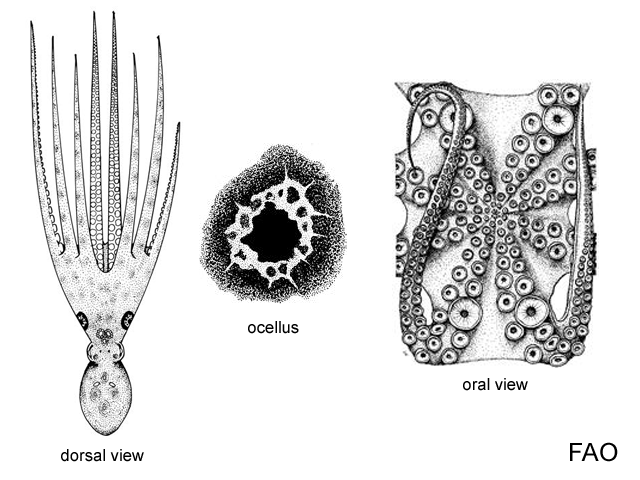 Ocbim_u0.gif