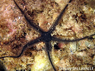Ophiocomina nigra