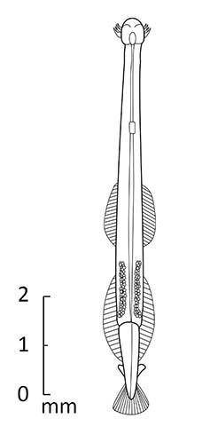 Paset_u0.jpg
