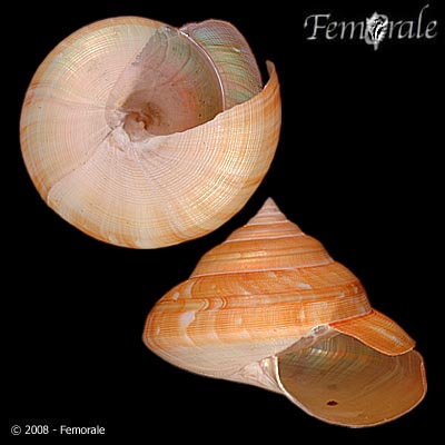 Perotrochus teramachii