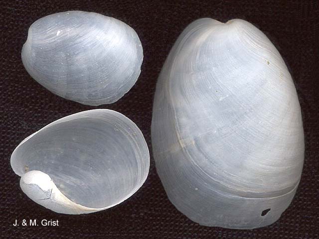 Phang_u0.jpg