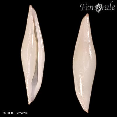 Phenacovolva angasi