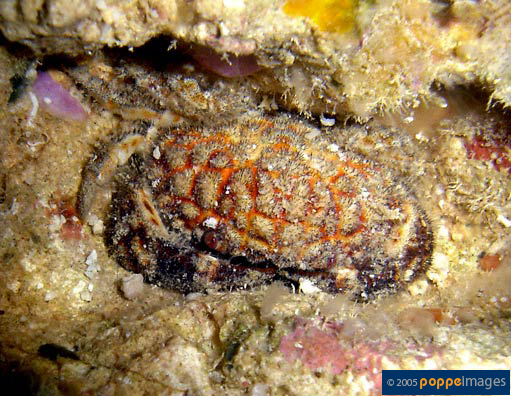 Pilumnus vespertilio