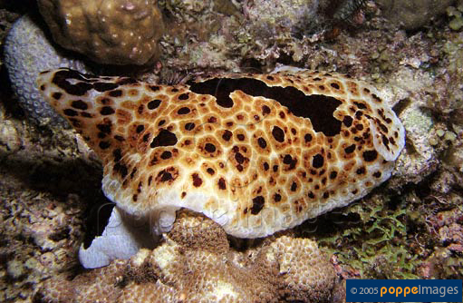 Pleurobranchus grandis