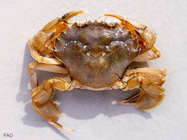 Liocarcinus holsatus