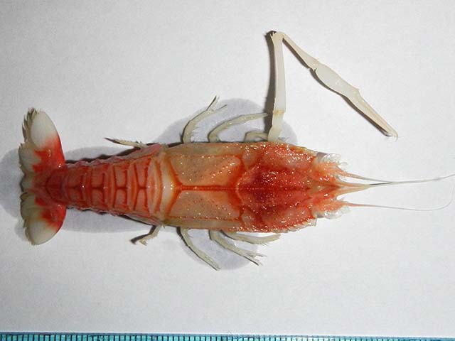 Potyp_u0.jpg