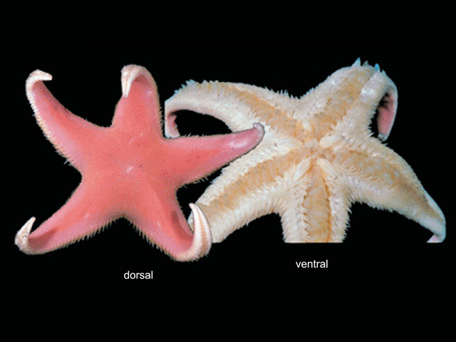 Psilaster charcoti