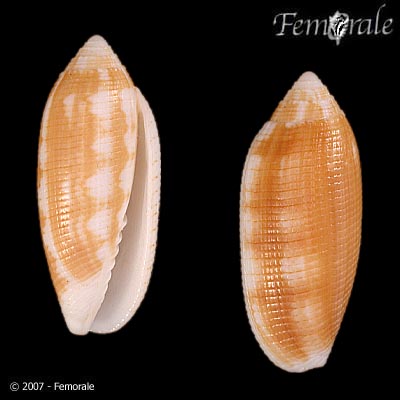 Pterygia crenulata